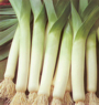 P�r letno-jesenn�, Bulgarian Giant, 1g